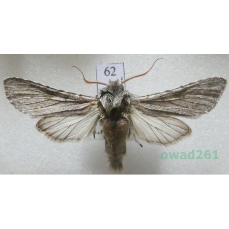 Dicranura ulmi (Denis & Schiffermüller, 1775) male Slovakia62